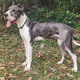Imogen - Great Dane