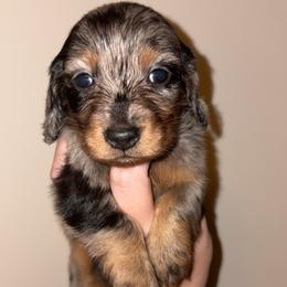 Loretta - Dapple female Dachshund puppy in Goldthwaite, Texas from Mini Mama Dachshunds