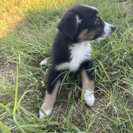Independence - Black tri female Miniature Australian Shepherd puppy in Floresville, Texas from The Blessed Barnyard