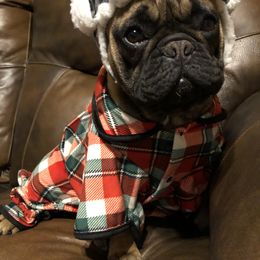 French Bulldog Puppies from Golden Oak Gypsy