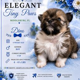 Boy 1 - Sable male Mi-Ki puppy in Middleburg, Florida from Elegant Tiny Paws