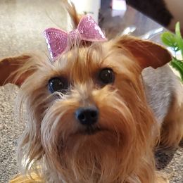 Chi Chi - Yorkshire Terrier