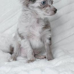 Chihuahua Puppies from Petite Pups LLC