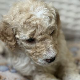 Assorted Doodle Crosses Puppies from LaiCi Doodles