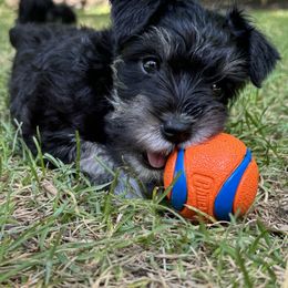 Miniature Schnauzer Puppies from Home Sweet Home Schnauzers
