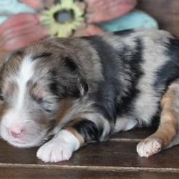 Kenzie BMF - Blue merle female Aussiedoodle puppy in Lawton, Oklahoma from Lindsey’s Aussies