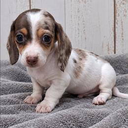 Luke - Piebald male Dachshund puppy in Piggott, Arkansas from KL Country