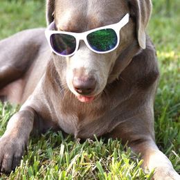 Dilute Retrievers and Labrador Retrievers from Longleaf Labradors