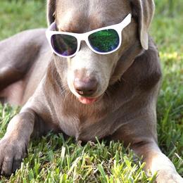 Dilute Retrievers and Labrador Retrievers from Longleaf Labradors