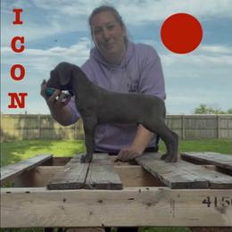 Icon - Blue male Great Dane puppy in Edwardsville, Illinois from Giants and Munchkins