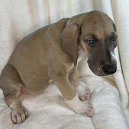 Grey - Blue and white female Great Dane puppy in Aspers, Pennsylvania from Elja Danes