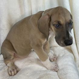 Grey - Blue and white female Great Dane puppy in Aspers, Pennsylvania from Elja Danes