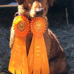 Golden Retrievers from Gold Rush Retrievers