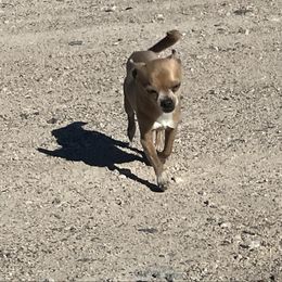 Scooby - Chihuahua