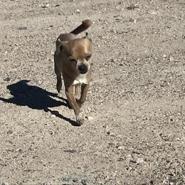 Scooby - Chihuahua