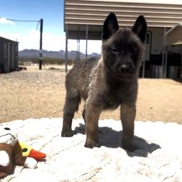 Boy Silver-Pictured at 3 weeks - Fawn male Belgian Malinois puppy in Golden Valley, Arizona from Desert Wind Kennels