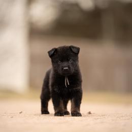 German Shepherd Puppies from FuryHaus German Shepherds