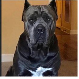 Chance - Cane Corso