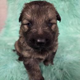 Red Collar Boy - Sable male German Shepherd puppy in Dallas, Pennsylvania from Mountainside German Shepherds