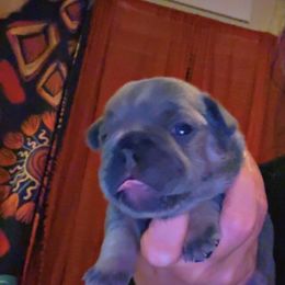 French Bulldog Puppies from Frenchie Wednesdays