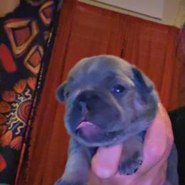 French Bulldog Puppies from Frenchie Wednesdays