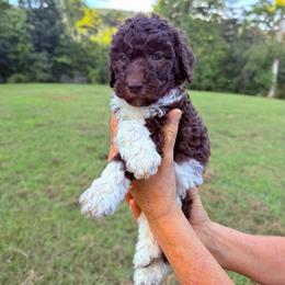 Storm - Parti male Goldendoodle puppy in Jasper, Georgia from Harrington Doodles & Poodles