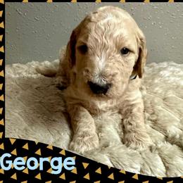 George - Apricot male Goldendoodle puppy in Pasadena, Texas from Toledo Creek Doodles