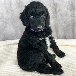 Poodle Puppies from Yellow Dog Farm