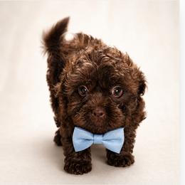 Nugget - Brown male Shihpoo puppy in Delphos, Ohio from Route 66 Poodles & Doodles, Sapphire Shih-tzu's of Ohio