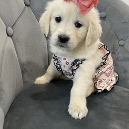 Goldendoodle and Golden Retriever Puppies from Creamy Retrievers