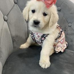 Goldendoodle and Golden Retriever Puppies from Creamy Retrievers
