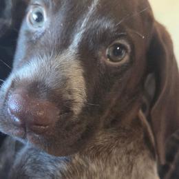 2nd pick female - Black and white female German Shorthaired Pointer puppy in Forest Lake, Minnesota from Northern Lights Goldens