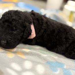 Goldendoodle and Poodle Puppies from Southern Stroll Poodles & Doodles