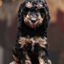 Goldendoodle Puppies from Two Ps in a Pod