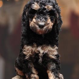 Goldendoodle Puppies from Two Ps in a Pod
