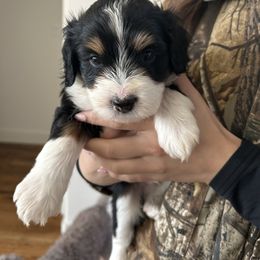 Tripp - Black tri-color male Aussiedoodle puppy in Tolar, Texas from Massey Ranch