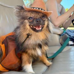 Eclair - Wolf sable female Pomeranian puppy in San Diego, California from PS pomeranians