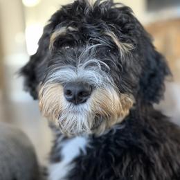 Pixie - Bernedoodle