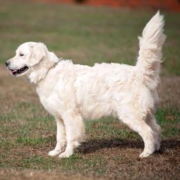 Lucy - Golden Retriever
