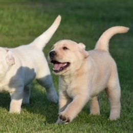 Labrador Retriever Puppies from Startop Labradors