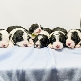 Old English Sheepdog and Sheepadoodle Puppies from Country Roads Sheepdogs & Doodles