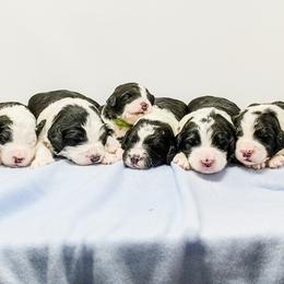 Old English Sheepdog and Sheepadoodle Puppies from Country Roads Sheepdogs & Doodles