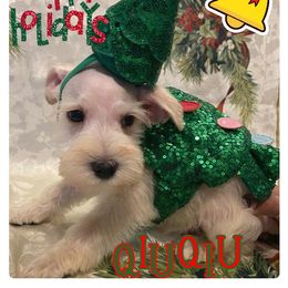 Miniature Schnauzer Puppies from Amaya Lara Schnauzers