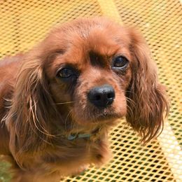 Piper - Cavalier King Charles Spaniel