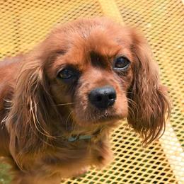 Piper - Cavalier King Charles Spaniel