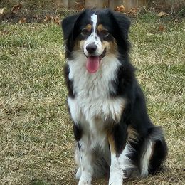 Lilo - Miniature Australian Shepherd