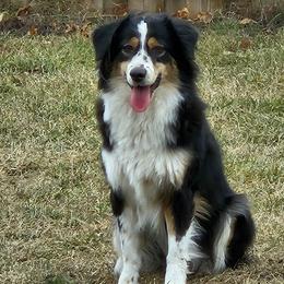 Lilo - Miniature Australian Shepherd