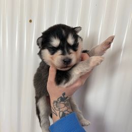 Blue - Black and white male Siberian Husky puppy in Jonesborough, Tennessee from Dry Creek Siberians