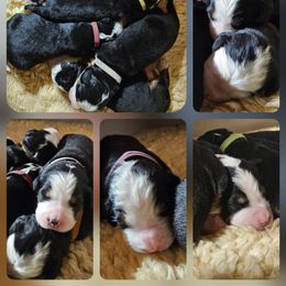 Blue - Black rust and white male Bernese Mountain Dog puppy in Myrtle Point, Oregon from Nugents Bernese Mountain Dogs