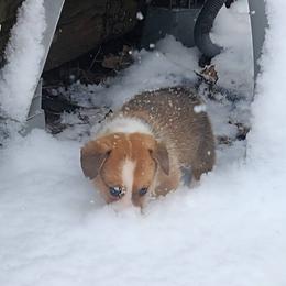 Pembroke Welsh Corgi Puppies from Black Thumb Homestead